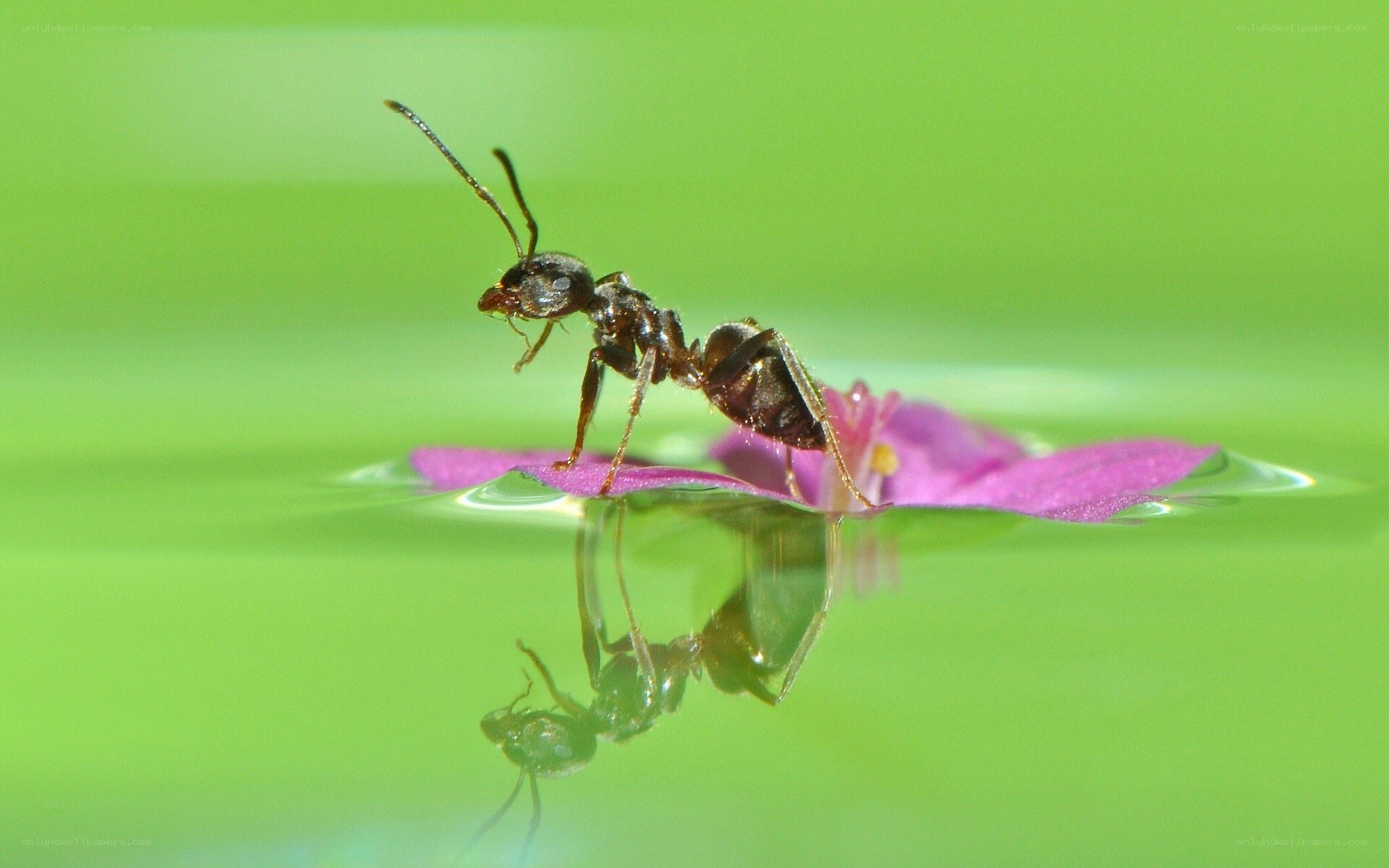 ant on a flower petal