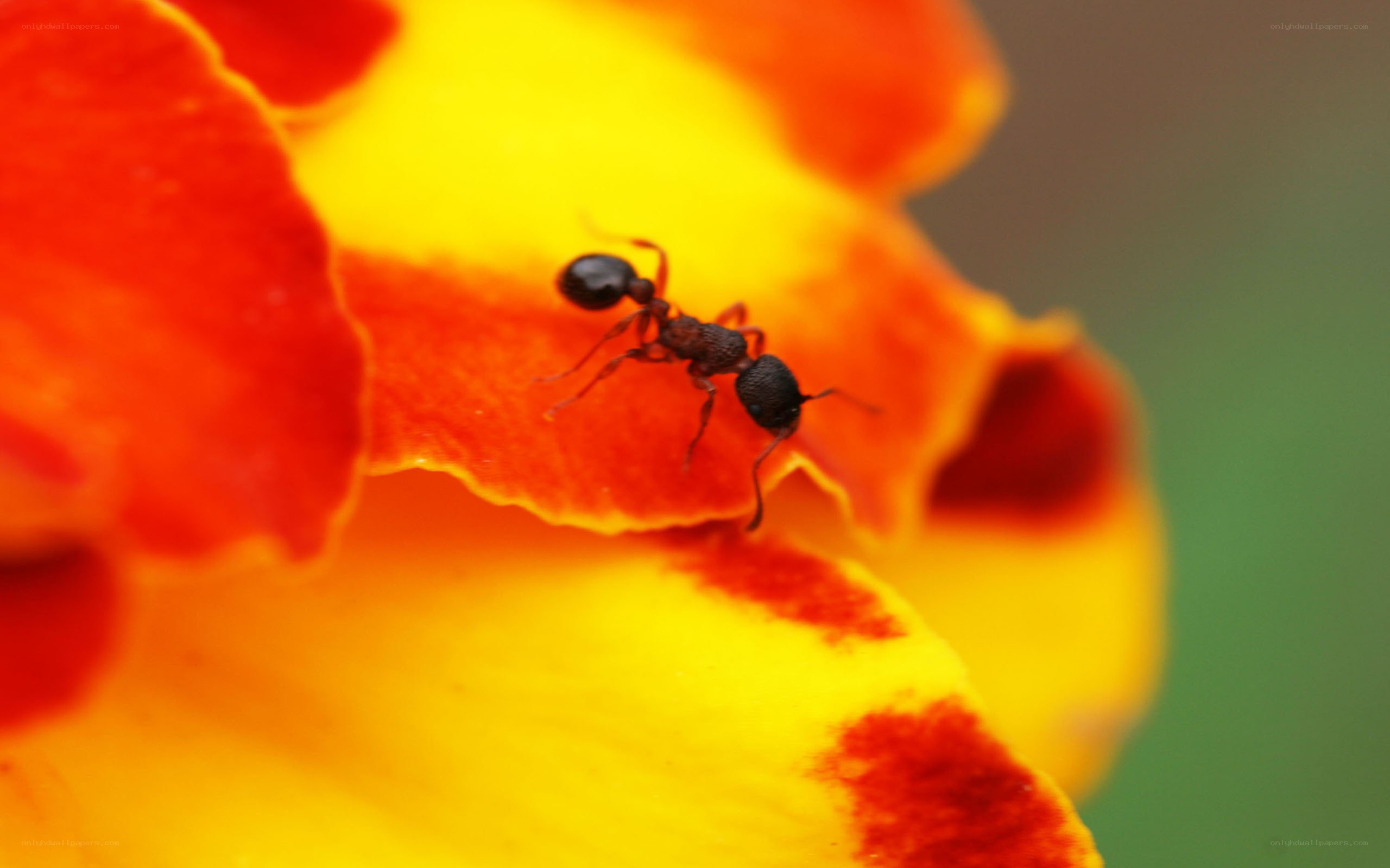 ant on a flower petal