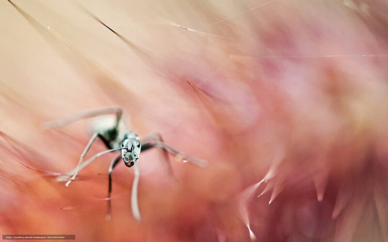 Ant on a Flower — Pink