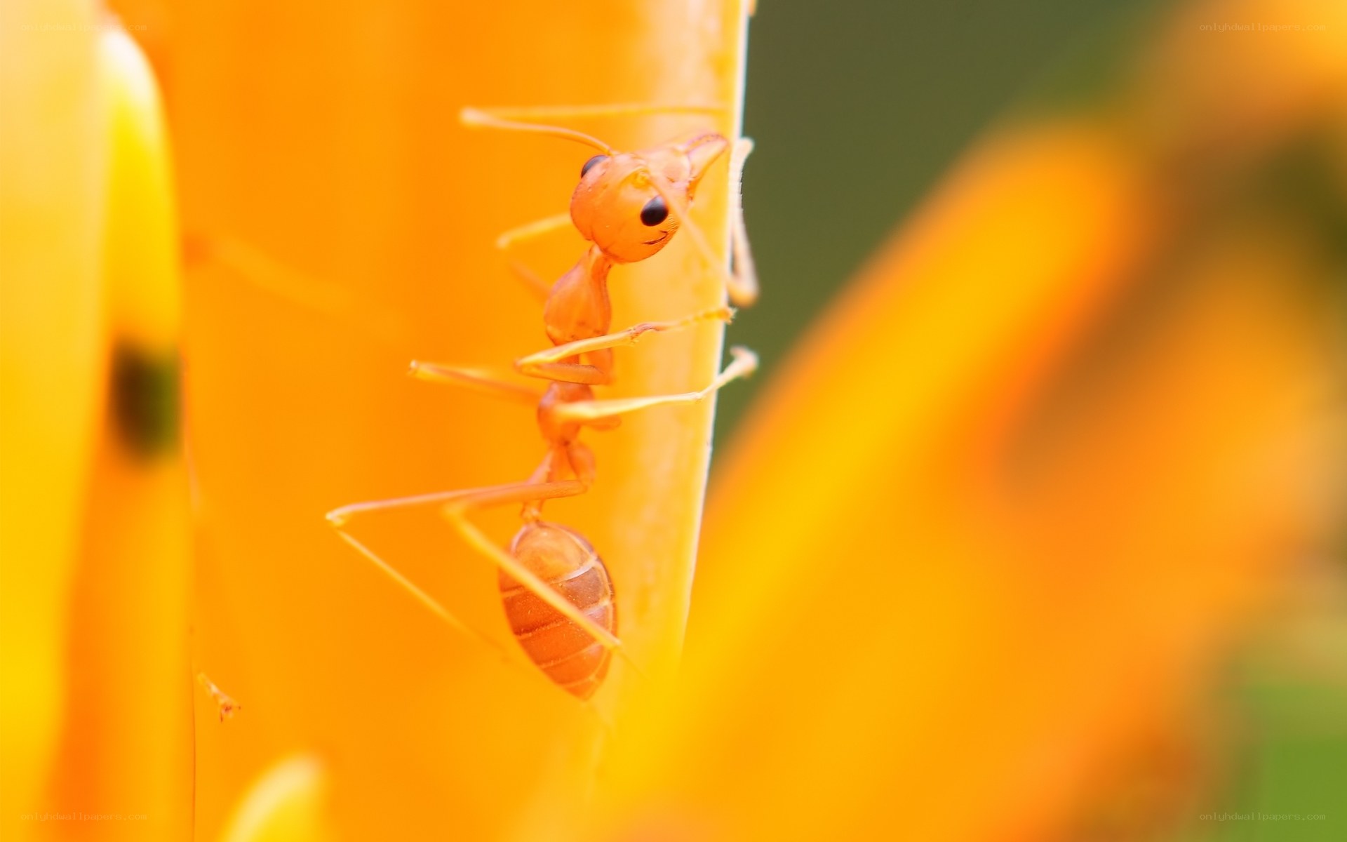 ant on a flower stem