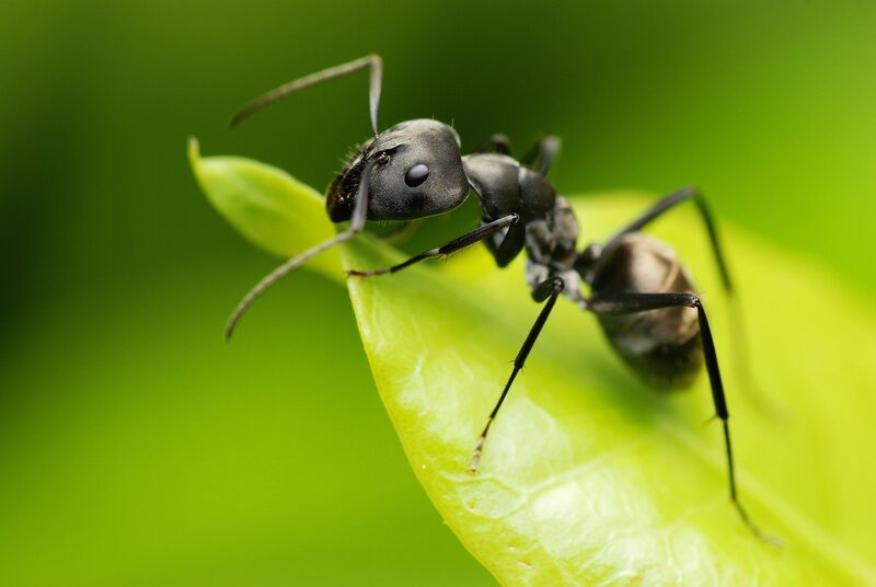 ant on a green leaf