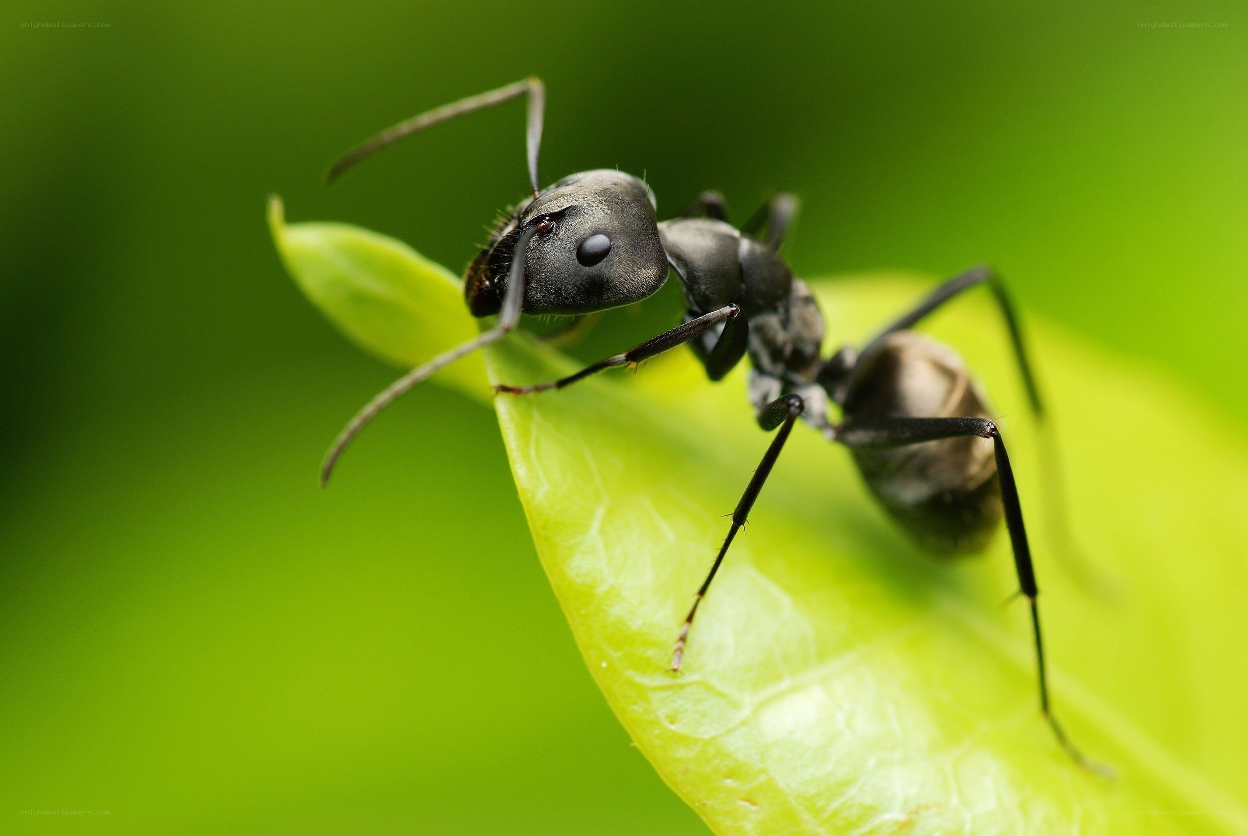 ant on a green leaf