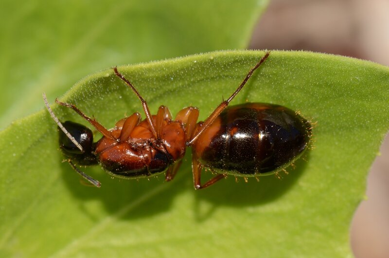 ant on a green leaf
