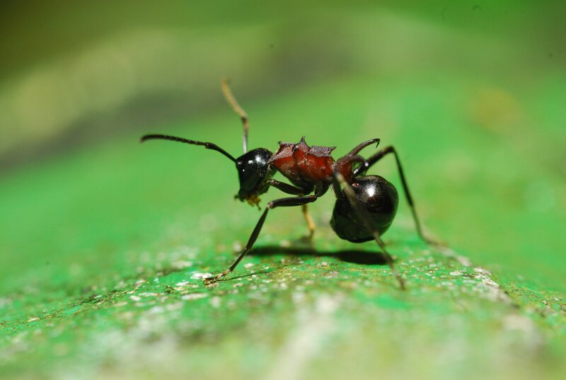ant on a green leaf