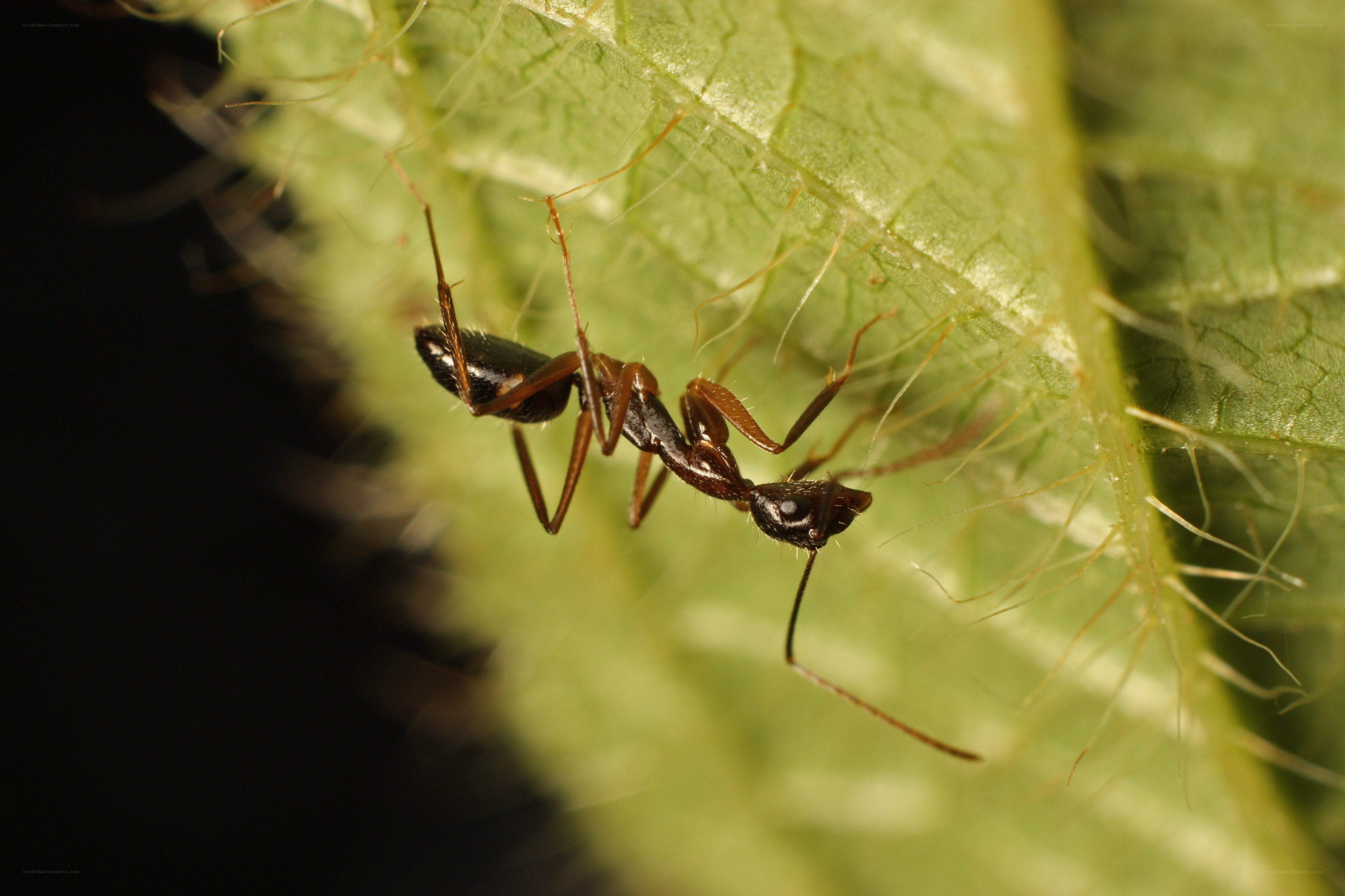 ant on a green leaf