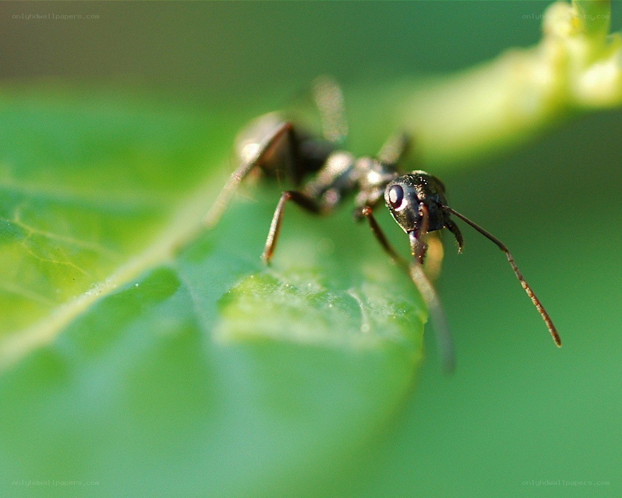 ant on a green leaf