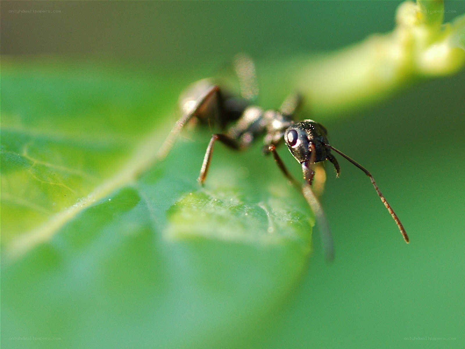 ant on a green leaf