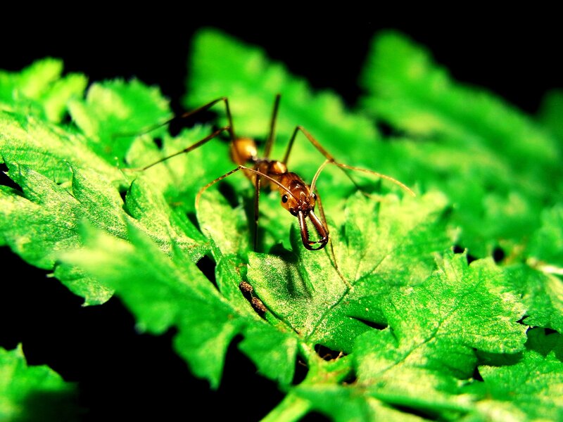 ant on a green leaf