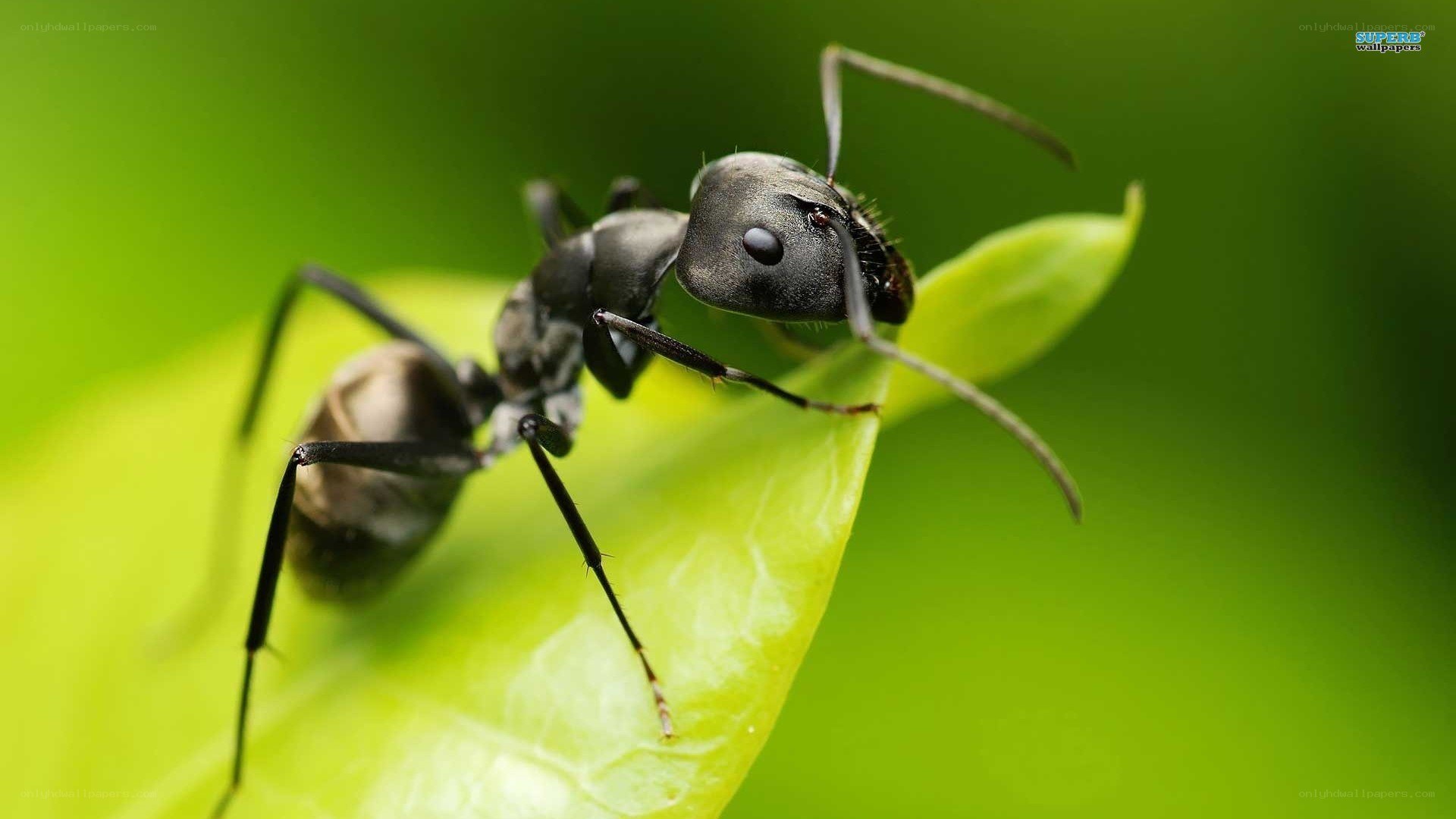 ant on a green leaf