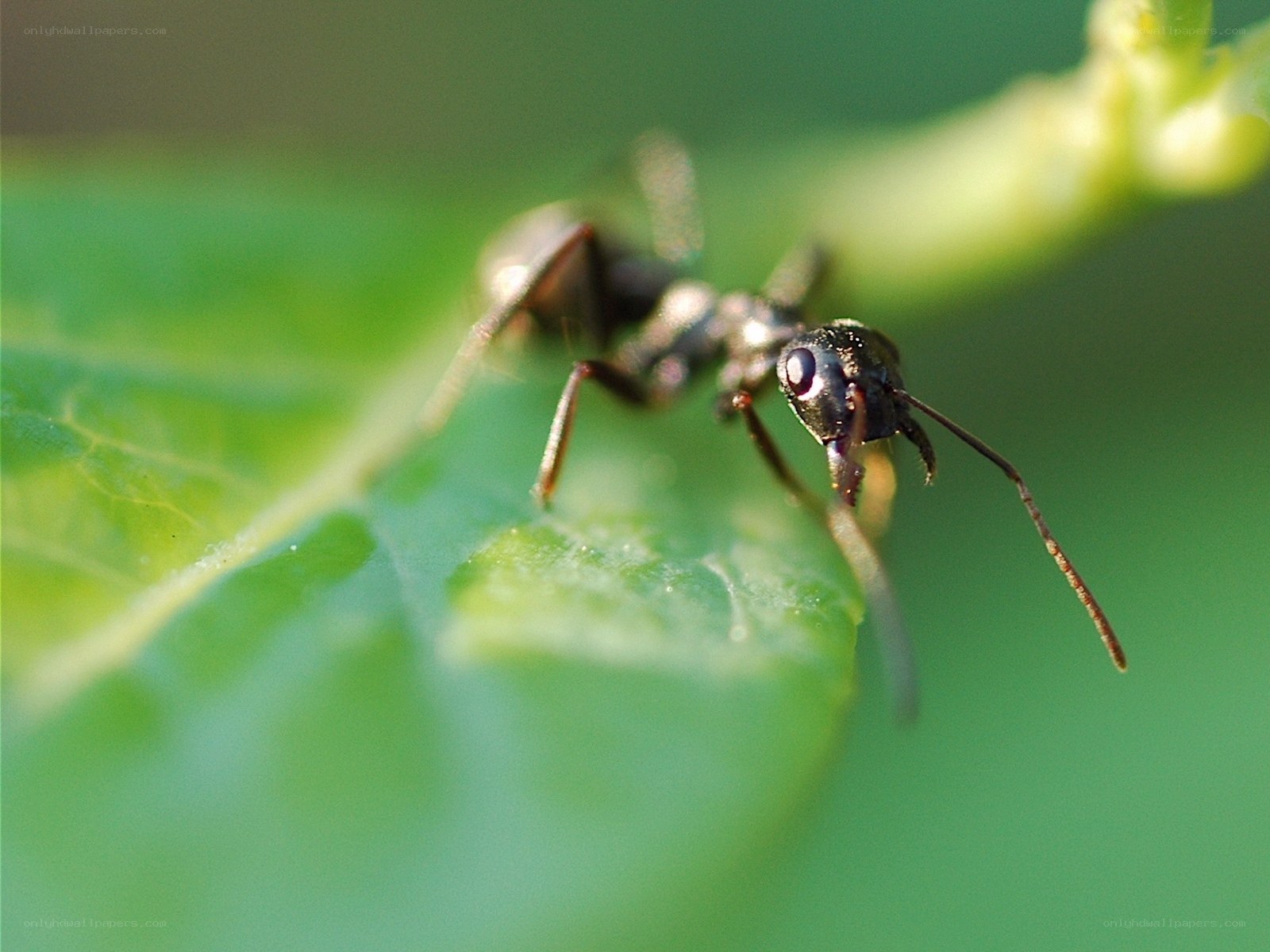 ant on a green leaf