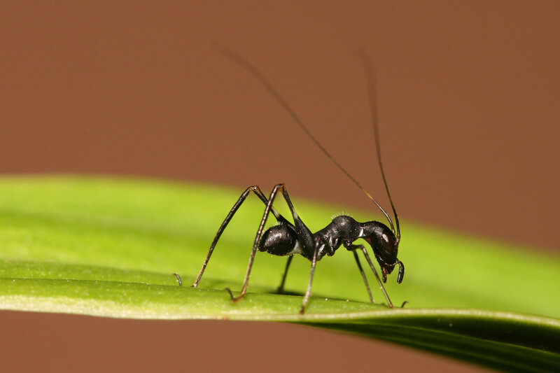 ant on a green leaf