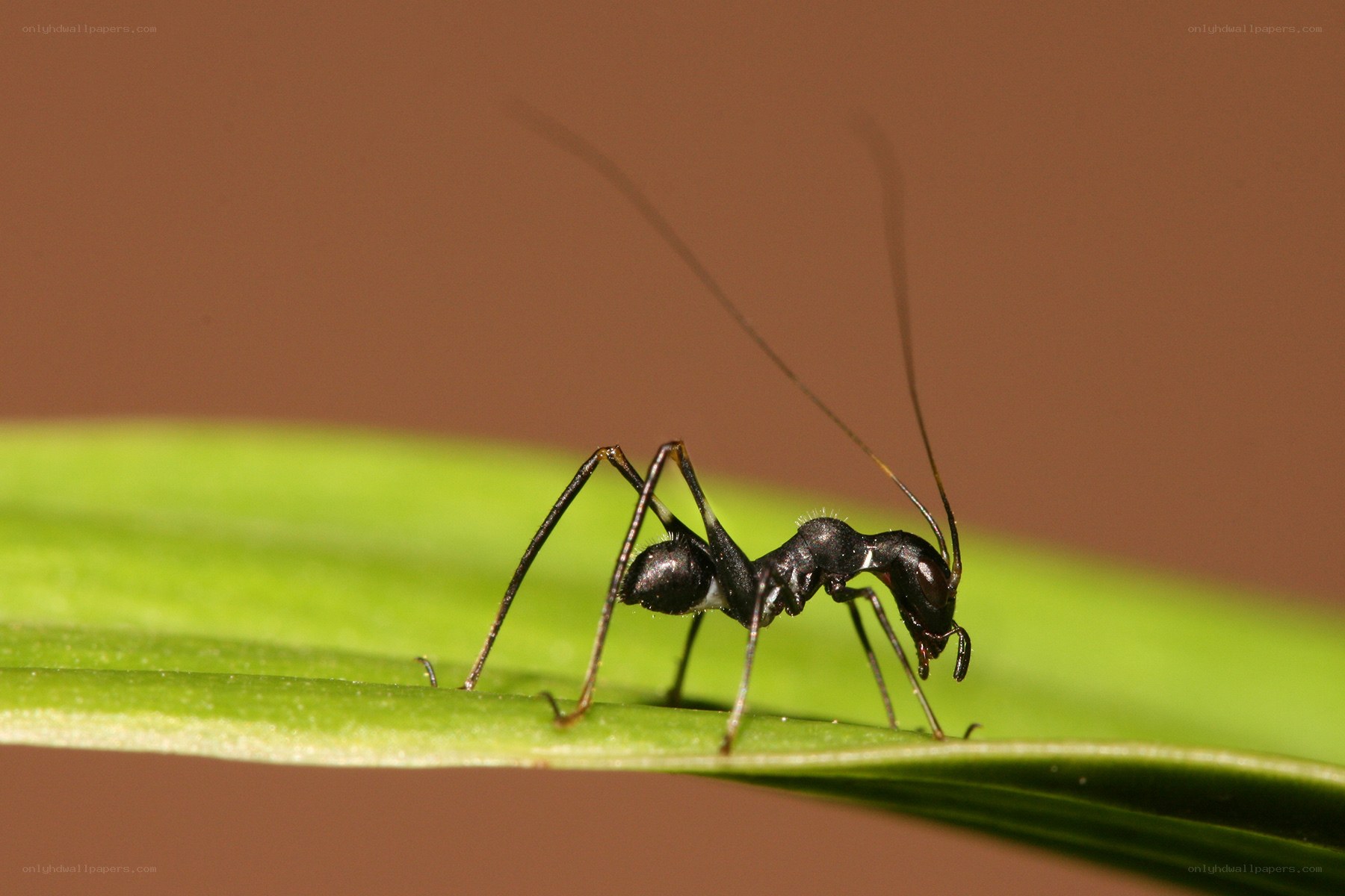 ant on a green leaf