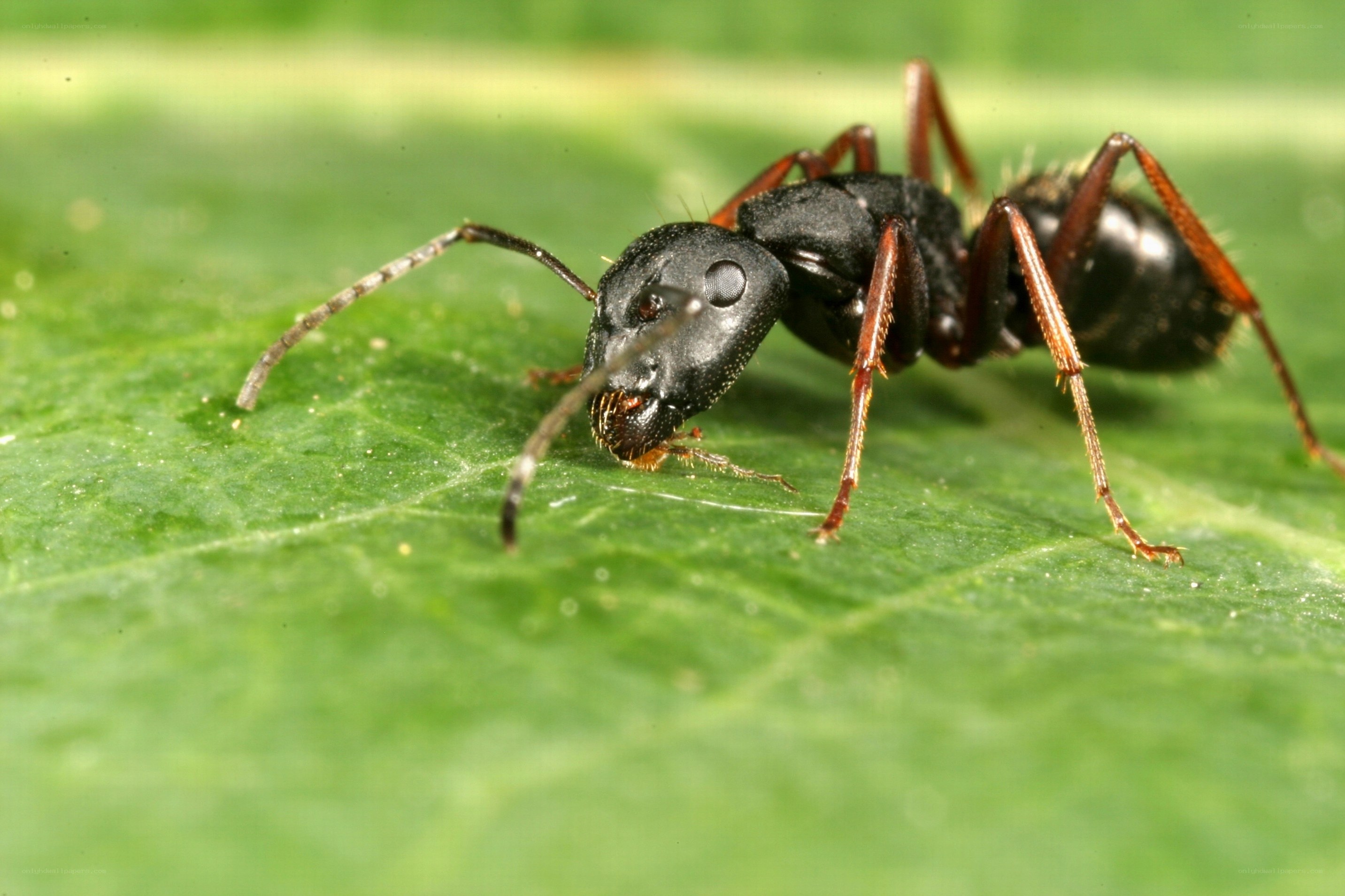 ant on a green leaf