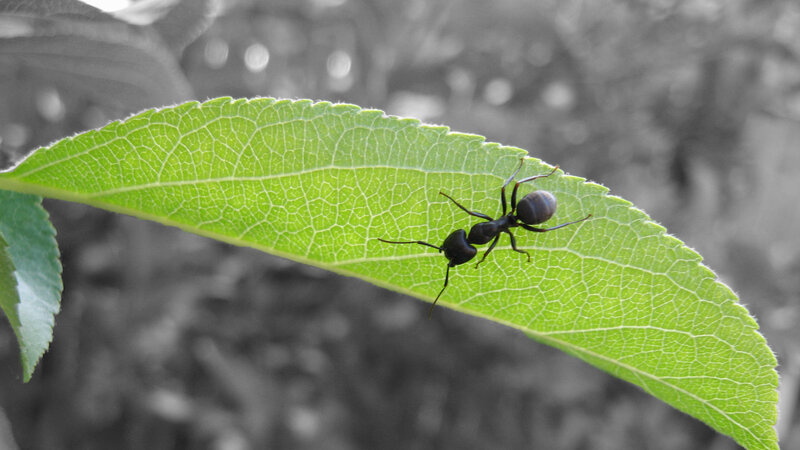 ant on a green leaf