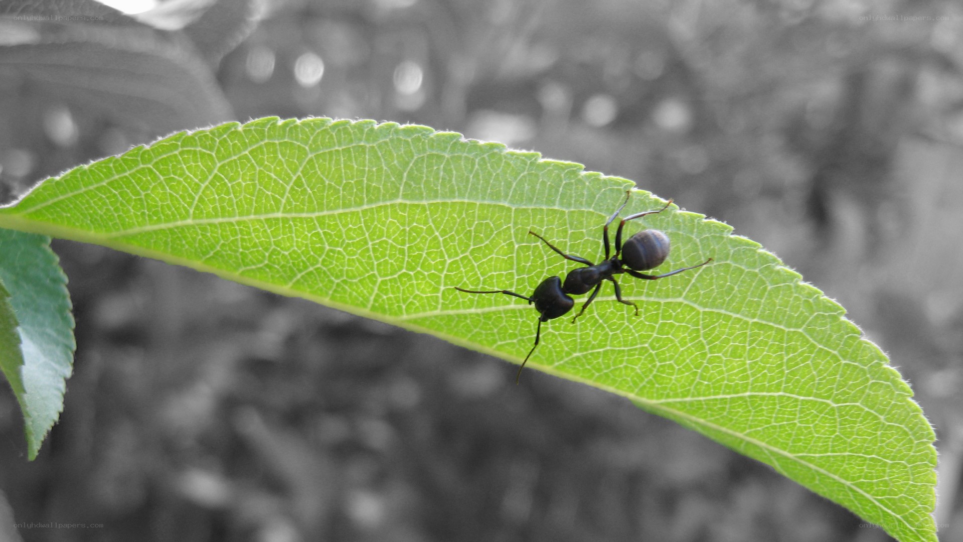 ant on a green leaf
