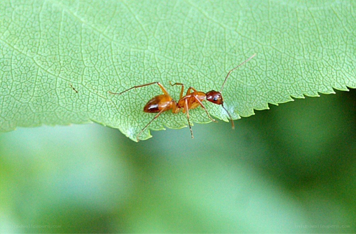 ant on a green leaf