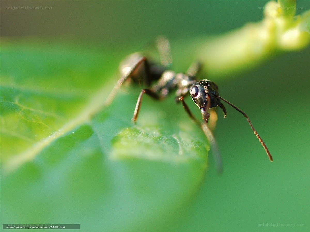ant on a green leaf