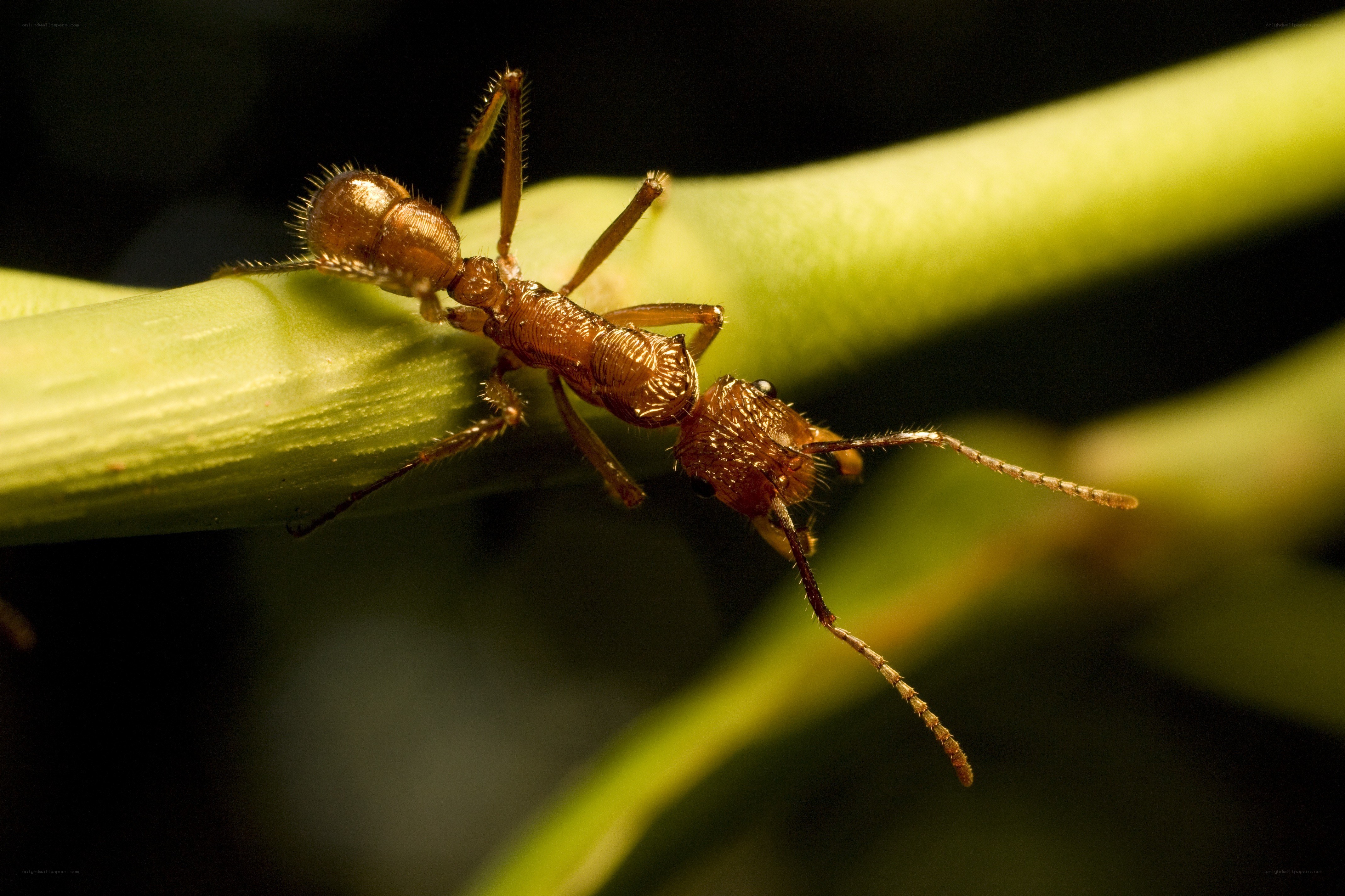 ant on a green stem