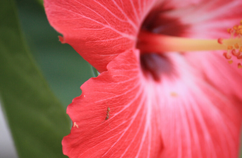 ant on a hibiscus flower