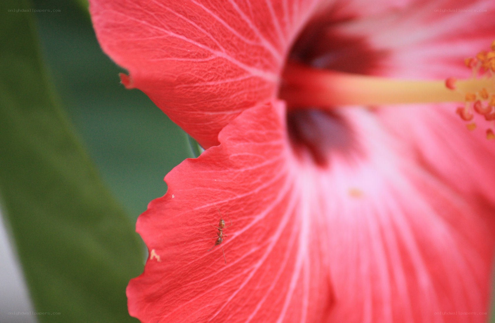 ant on a hibiscus flower