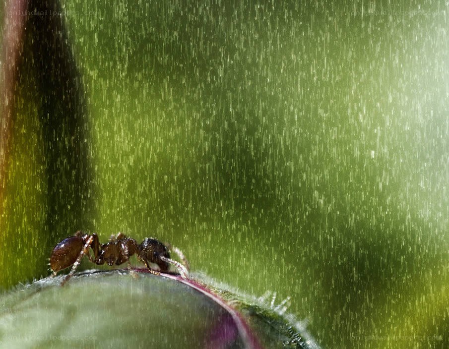 ant on a leaf in rain
