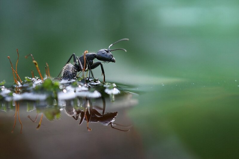 ant on a leaf near water