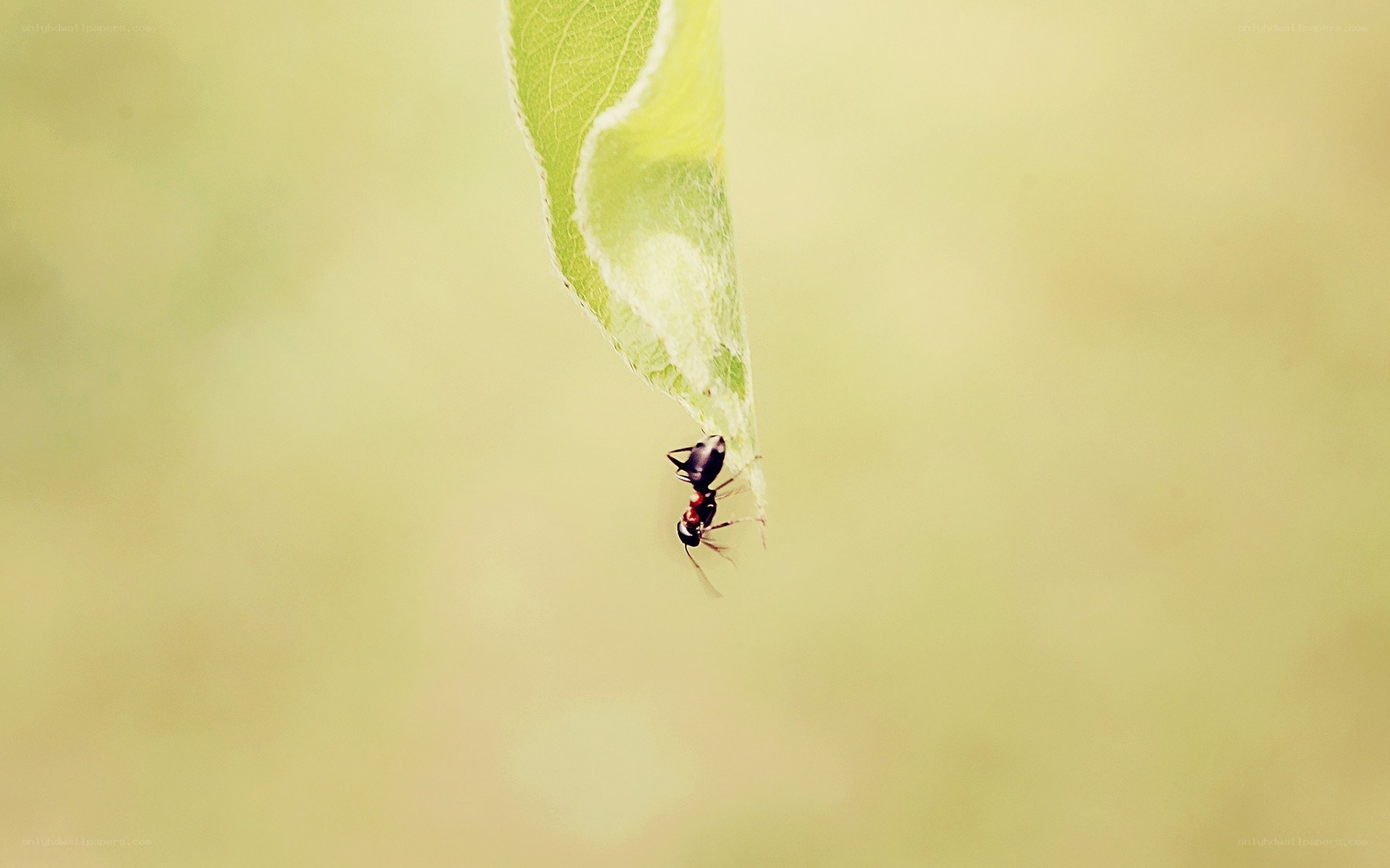 ant on a leaf