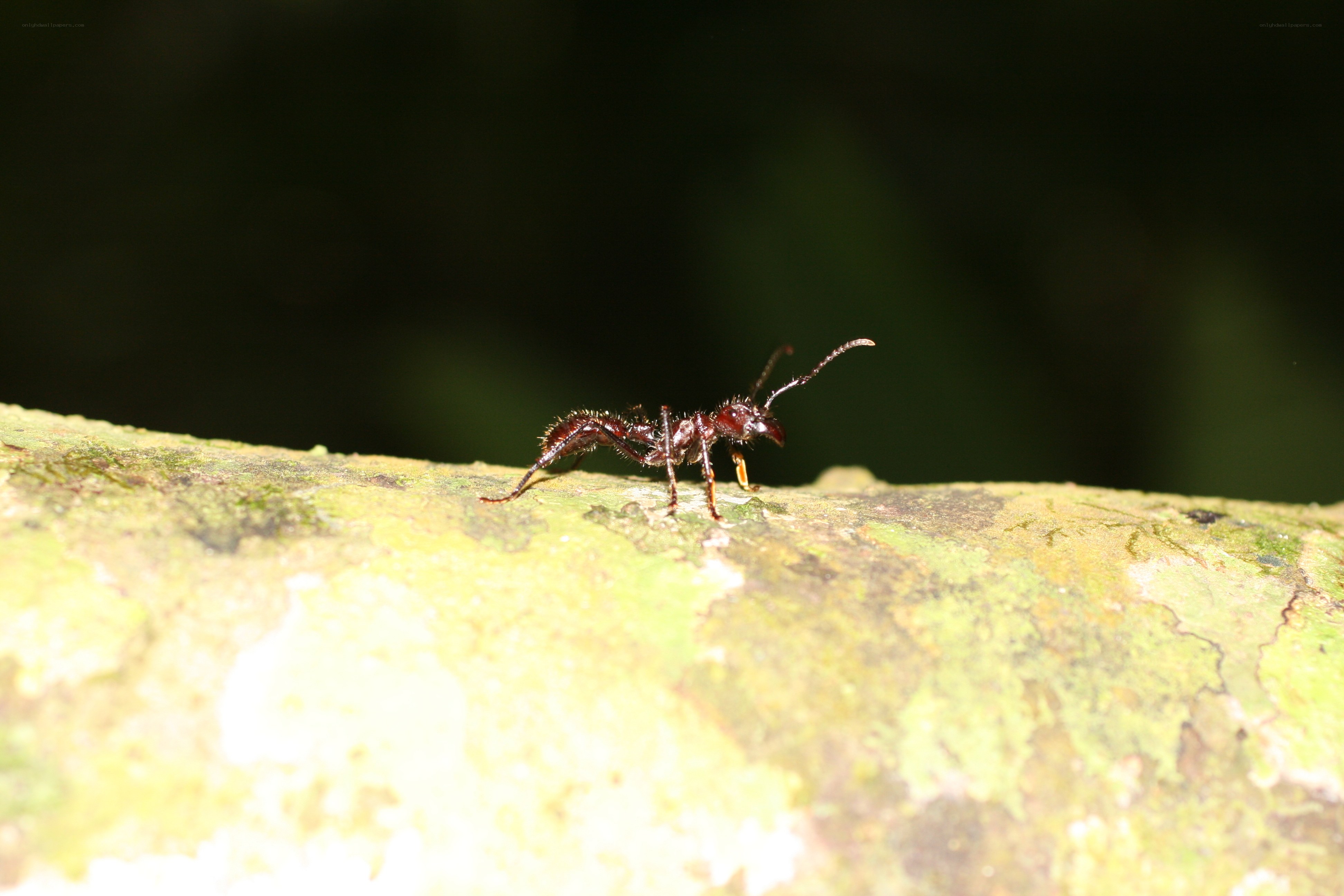ant on a mossy branch