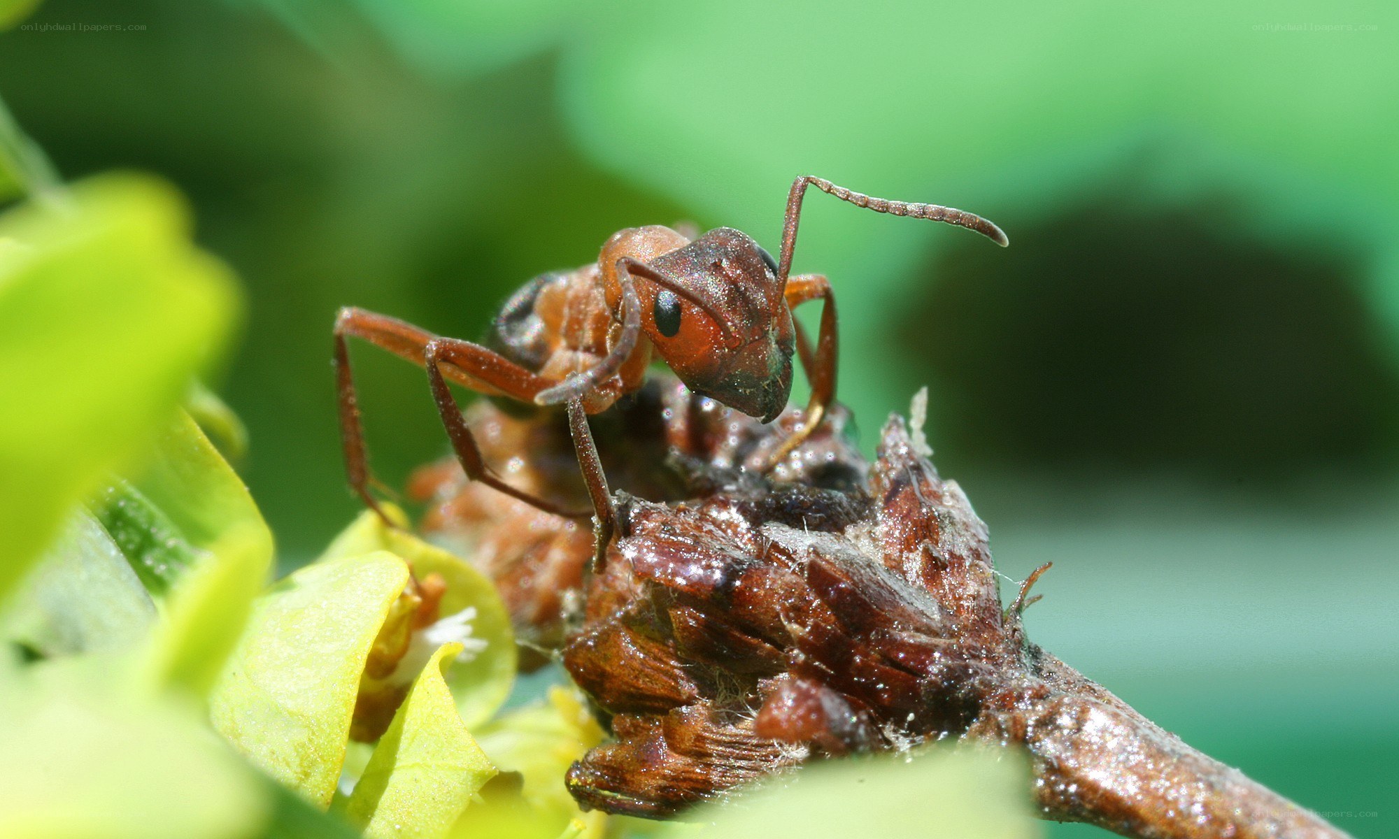 ant on a plant stem