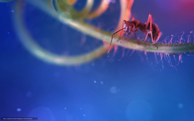 Ant on a Plant Stem — Blue