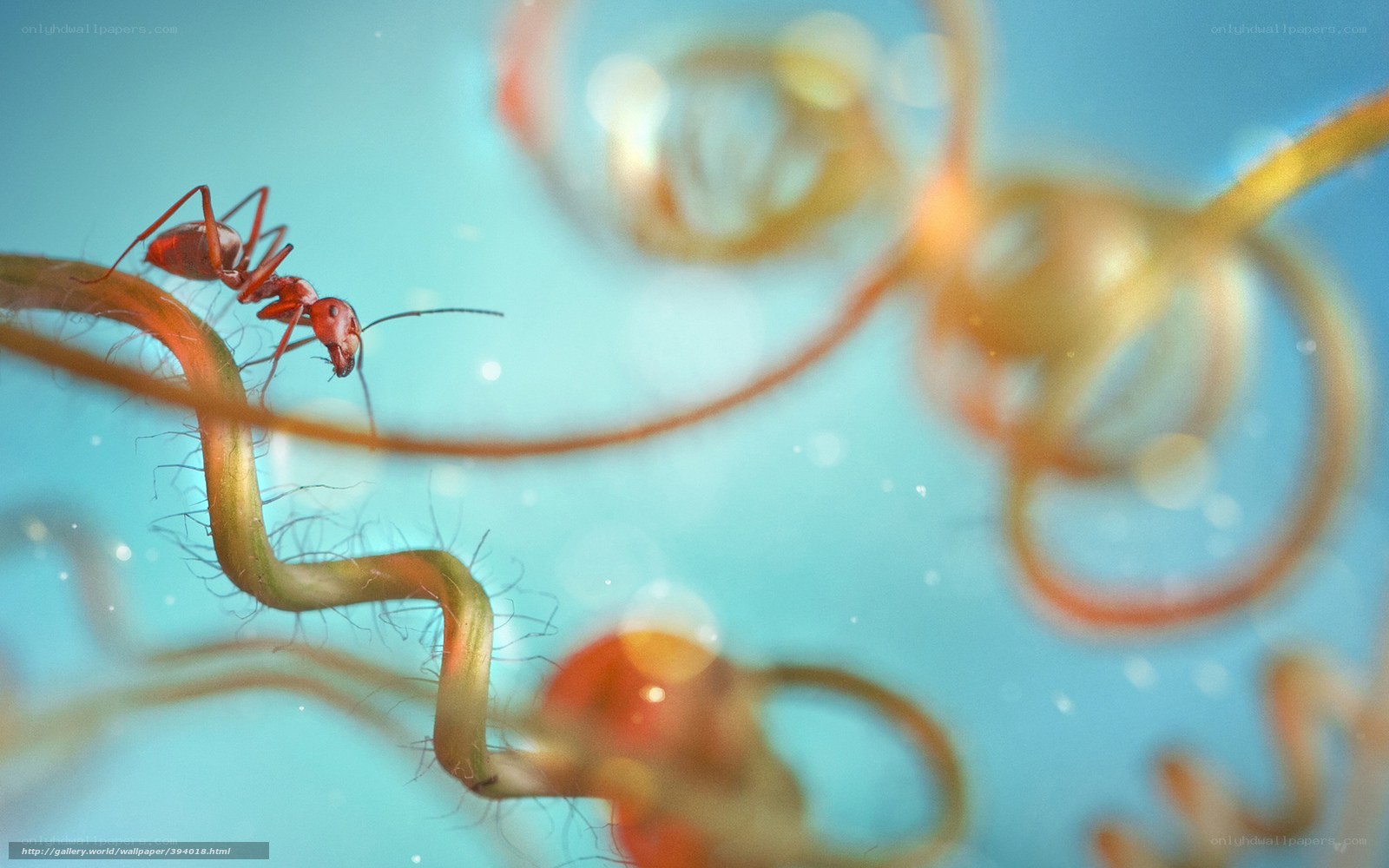 ant on a plant stem