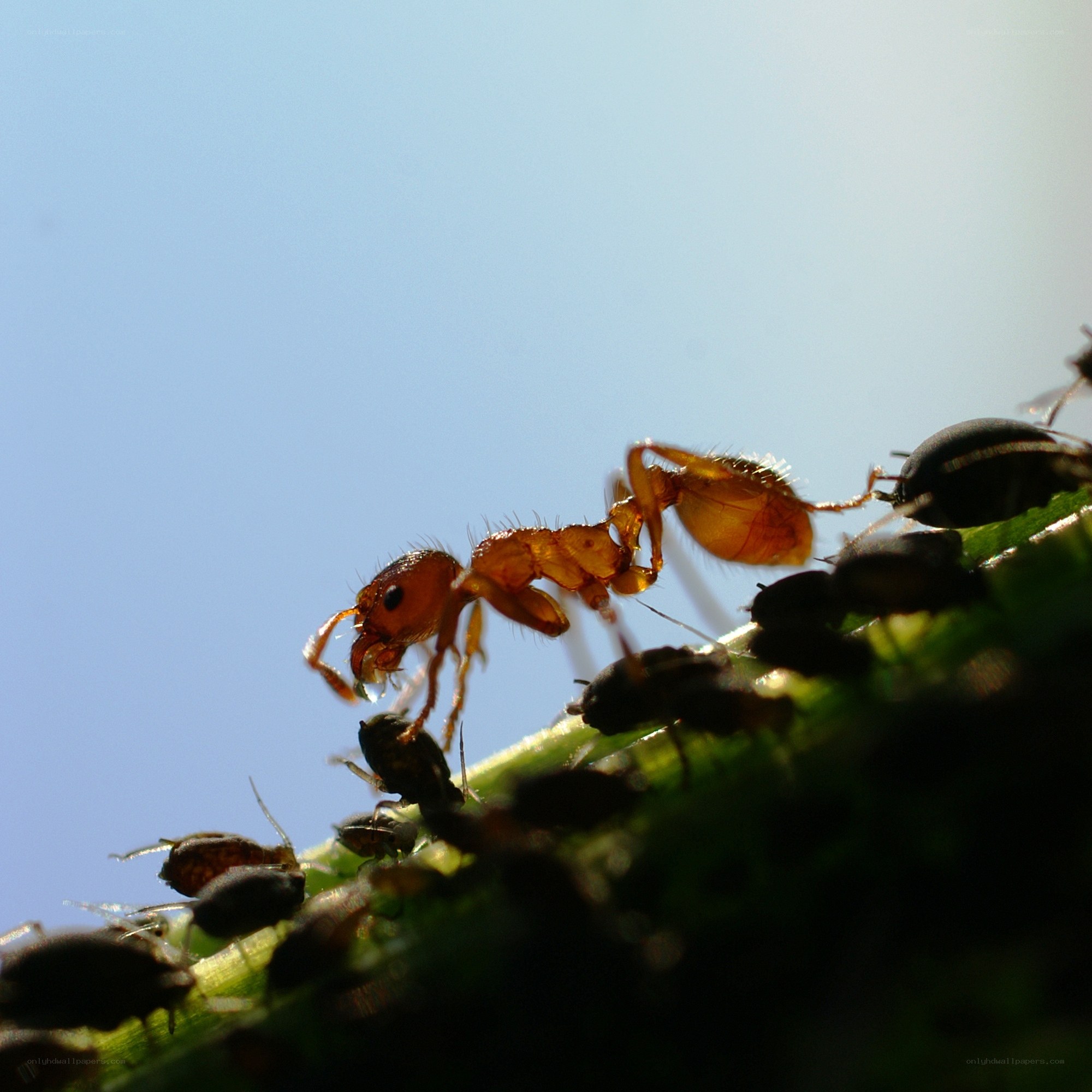 ant on a plant with aphids
