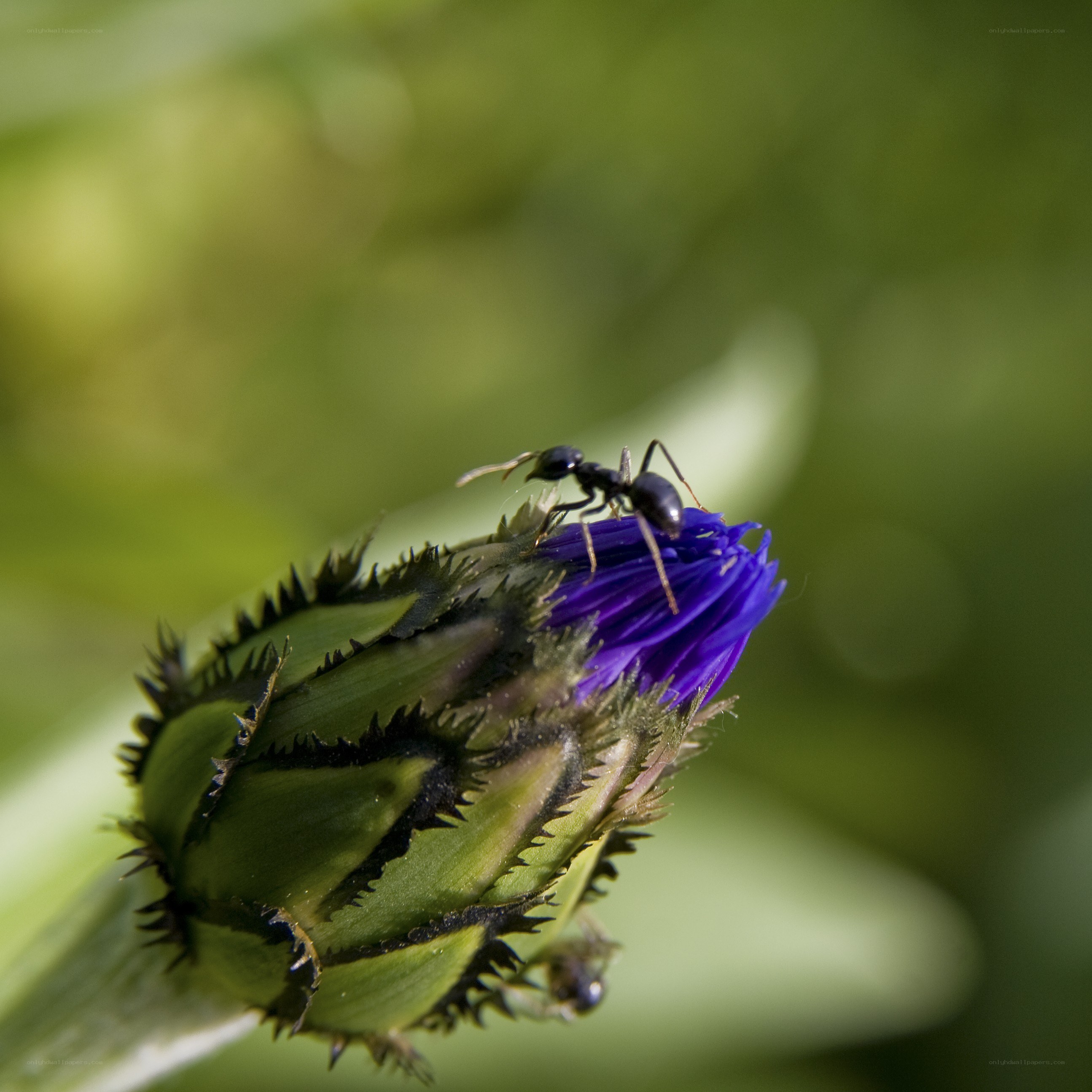 ant on a purple flower bud
