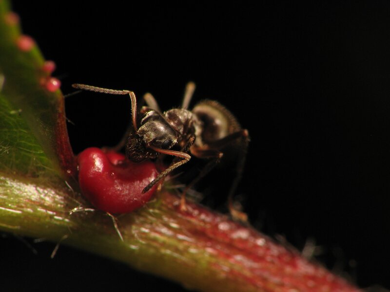 ant on a red berry