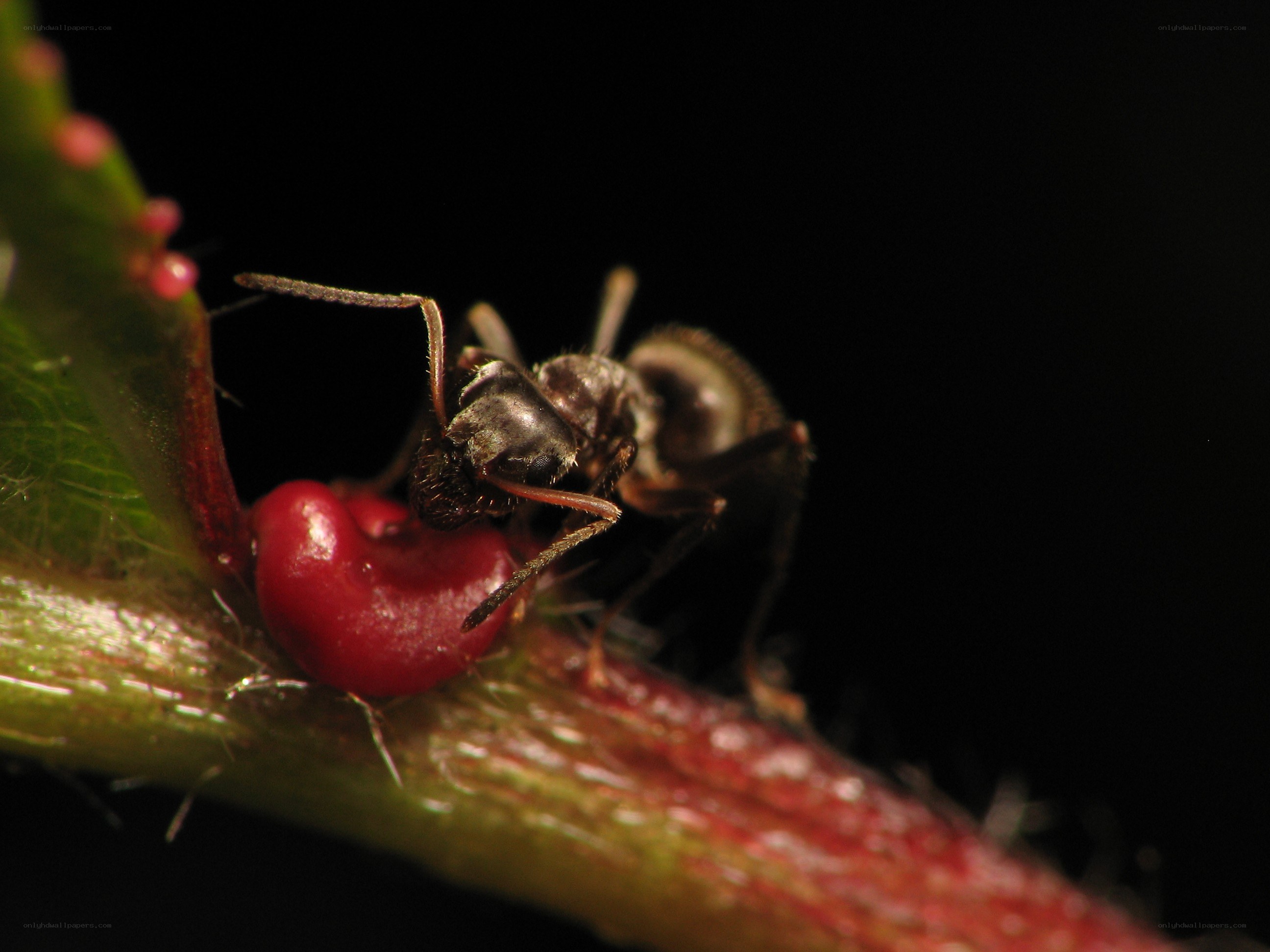 ant on a red berry