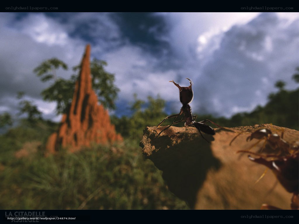 Ant on a rock near termite mound