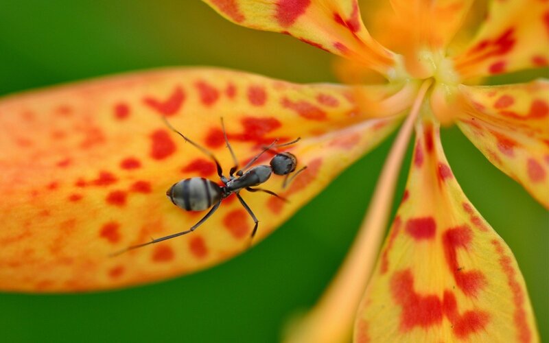 ant on a spotted flower