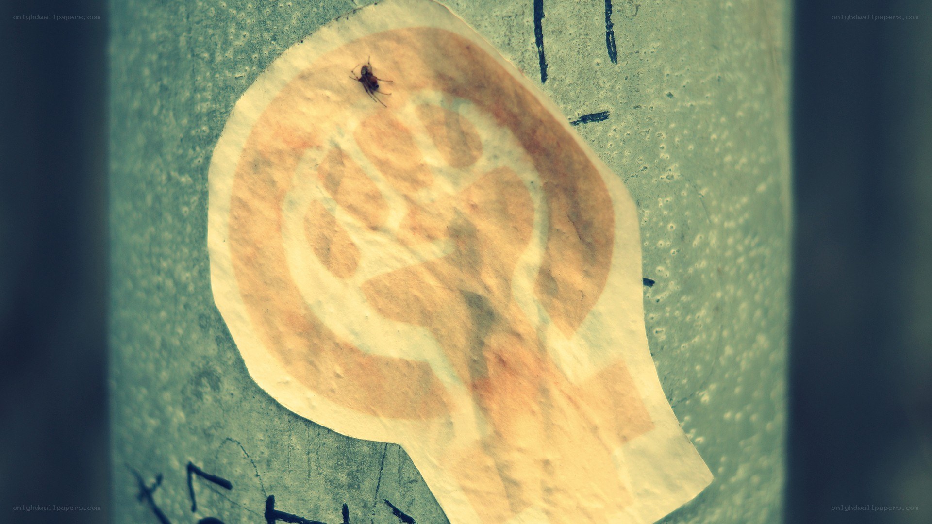 ant on a sticker