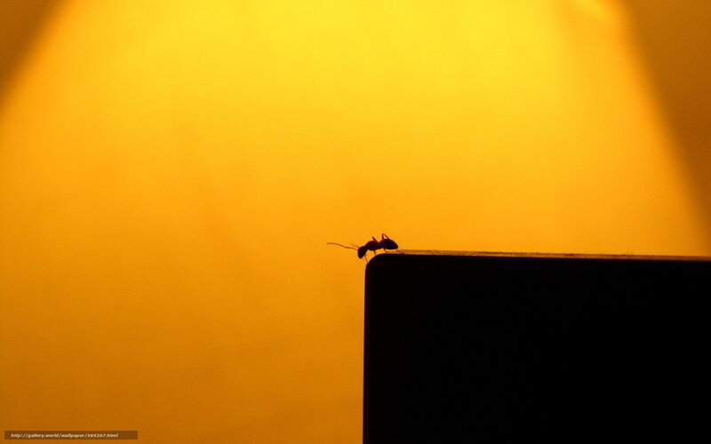 ant on a surface at sunset