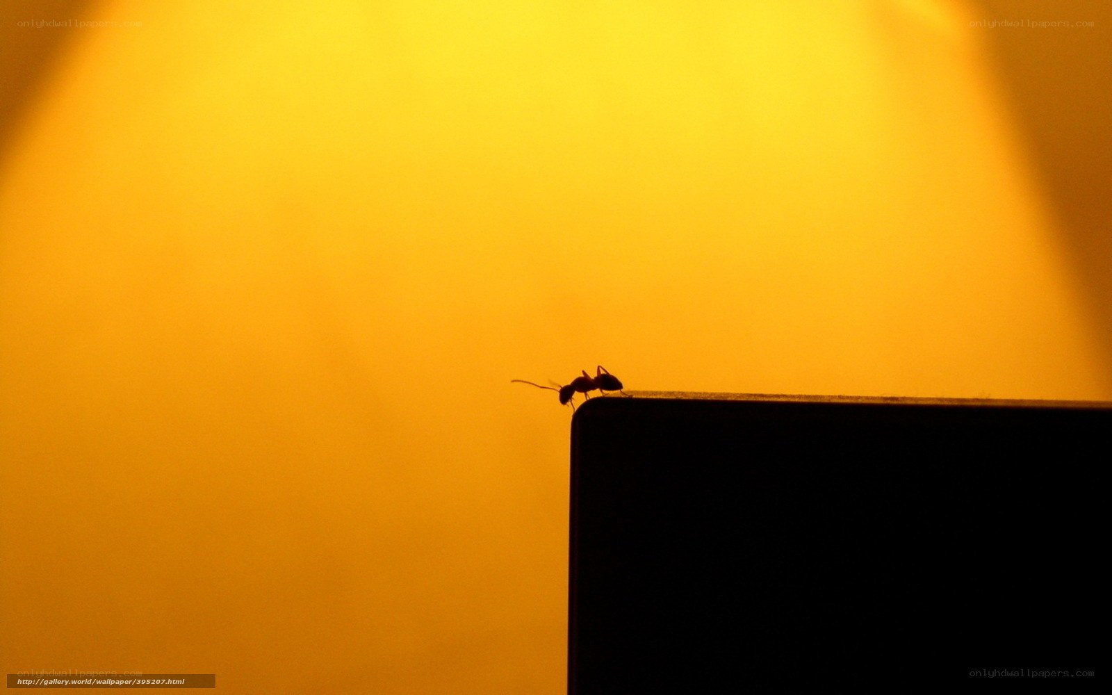 ant on a surface at sunset