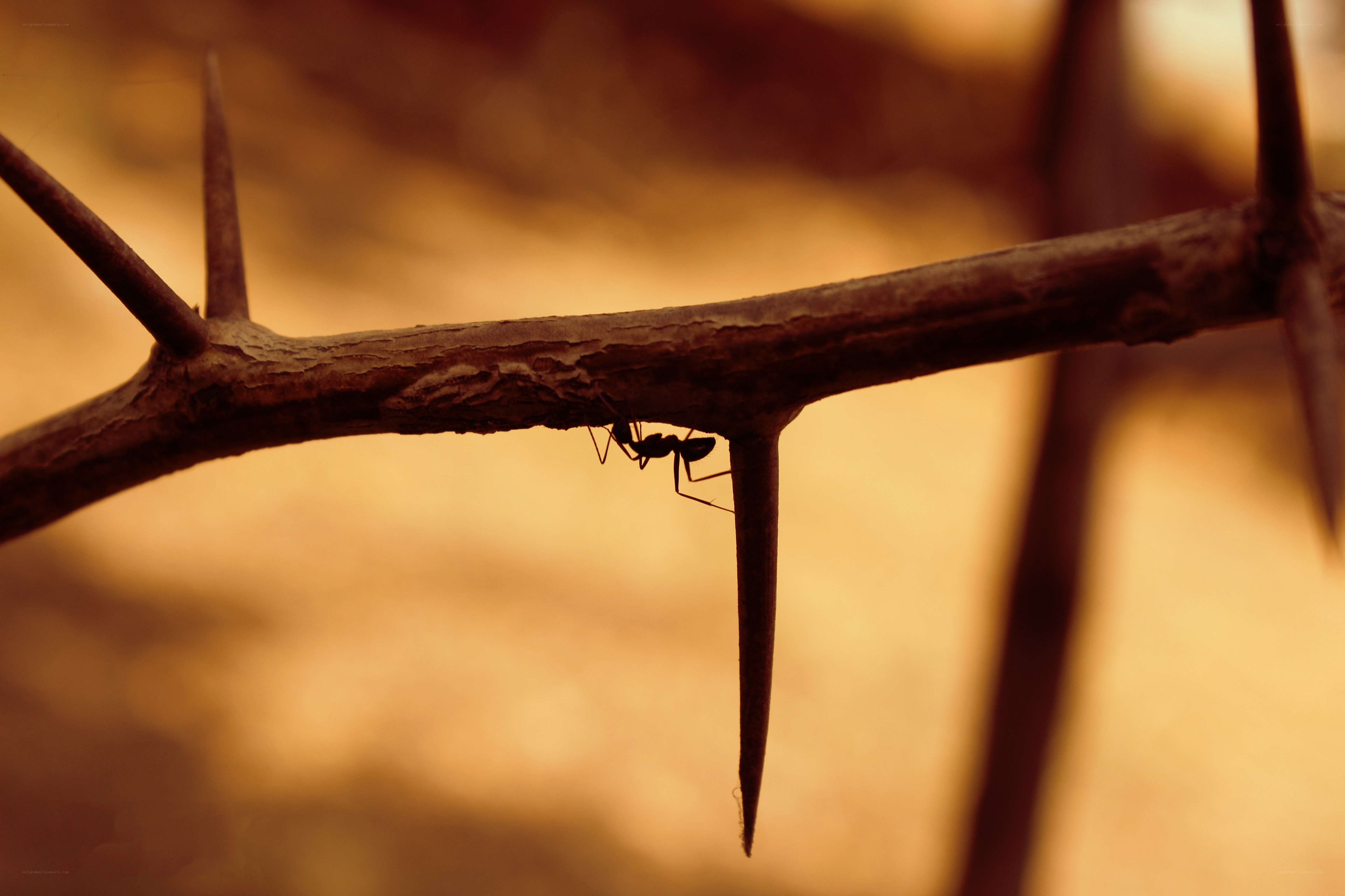 ant on a thorny branch