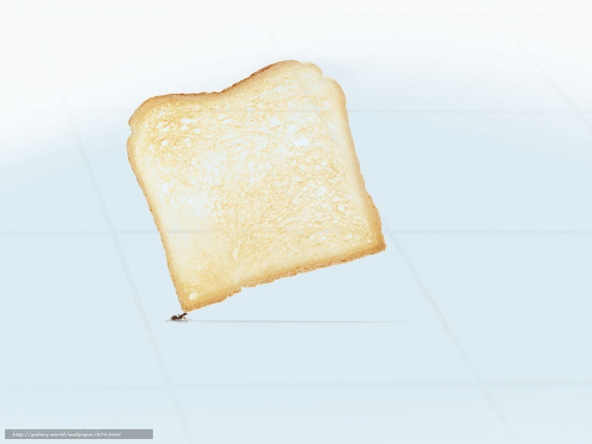ant on a toast slice