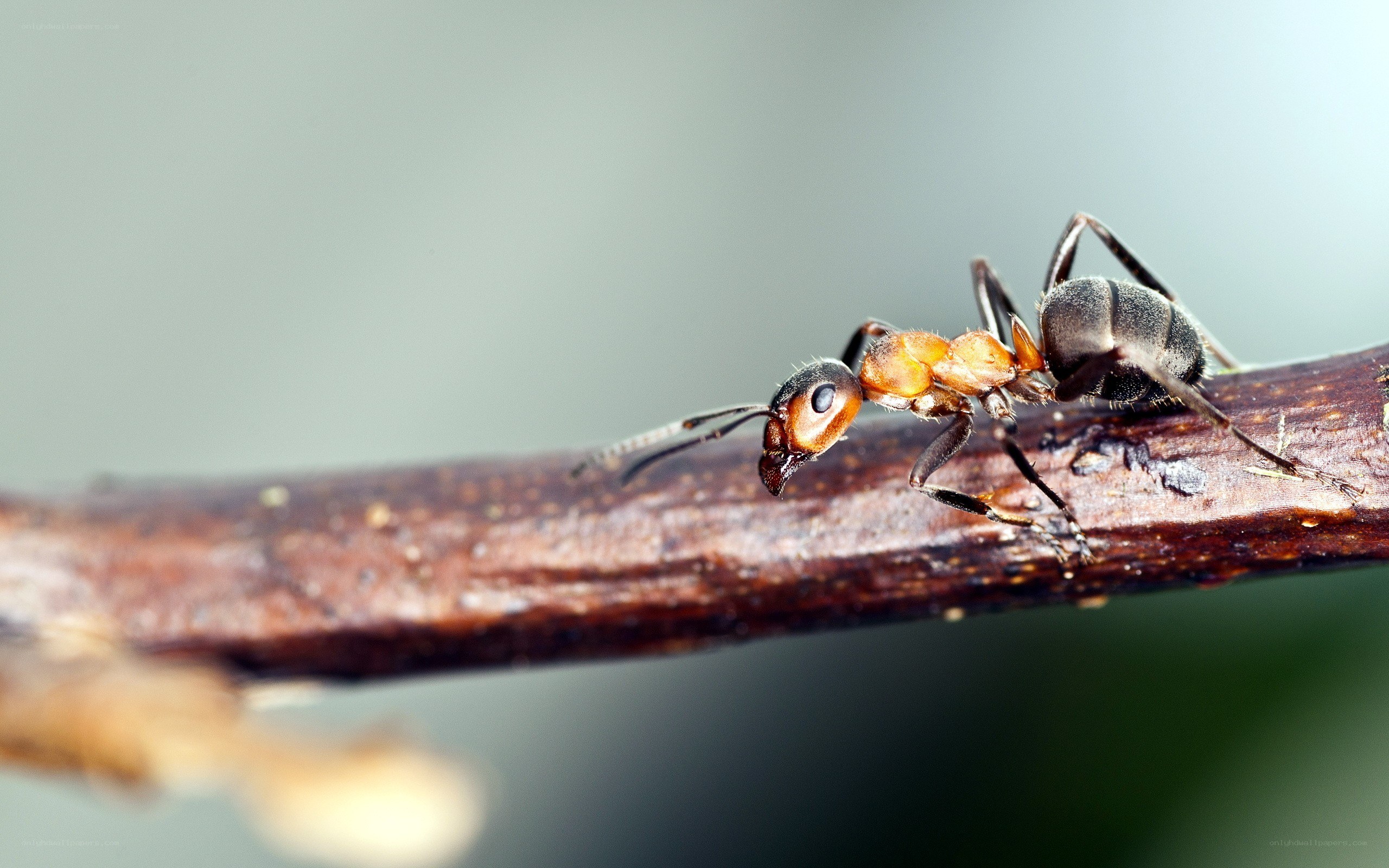 ant on a twig