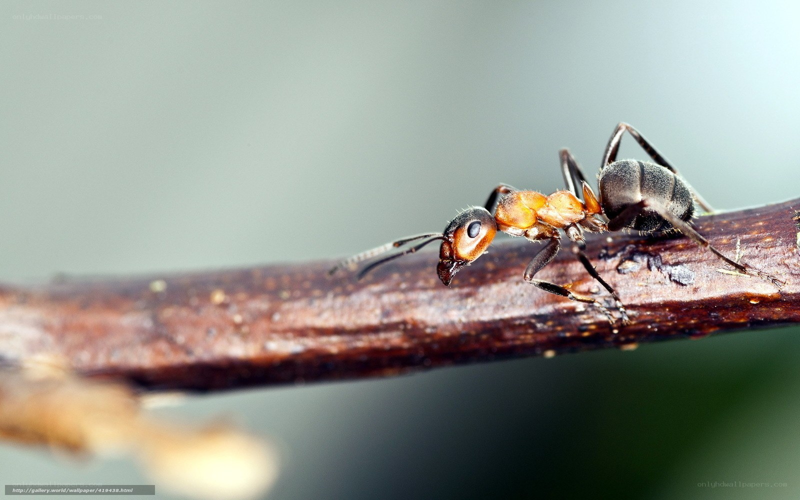 ant on a twig
