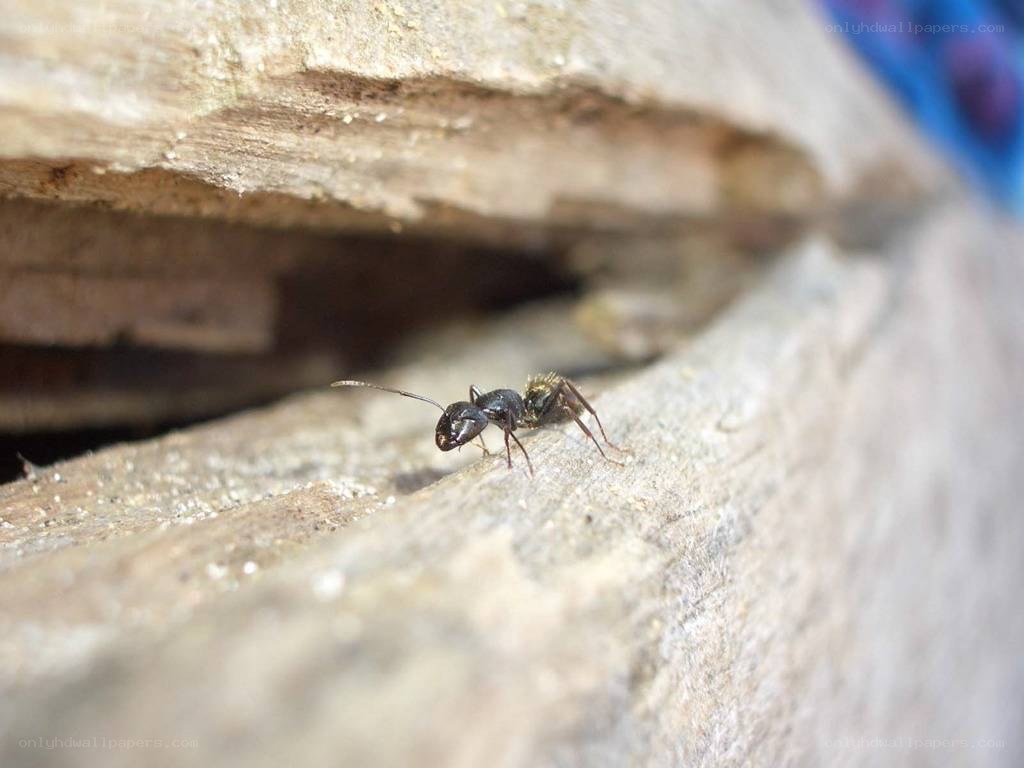 ant on a wooden surface