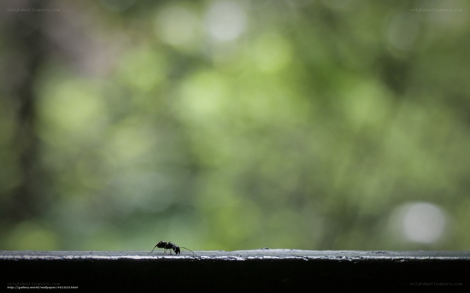ant on a wooden surface