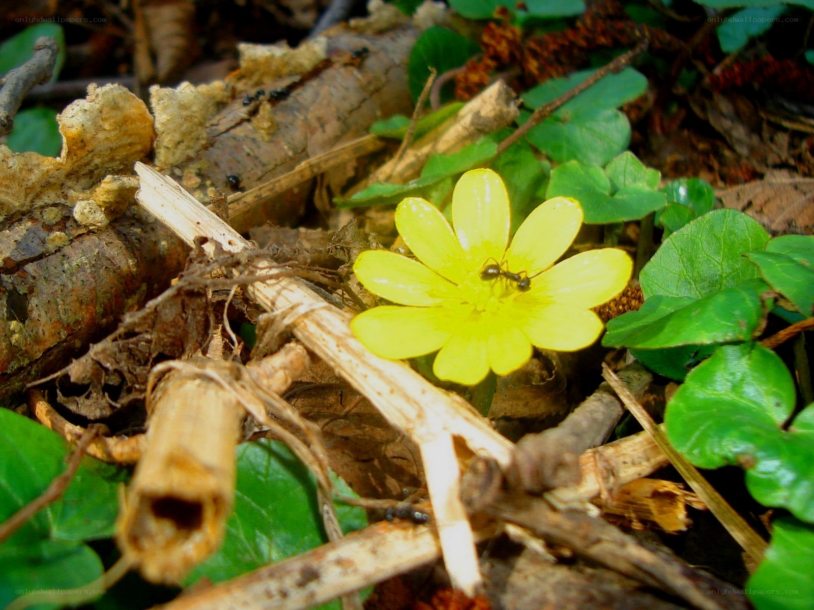 Ant on a yellow flower
