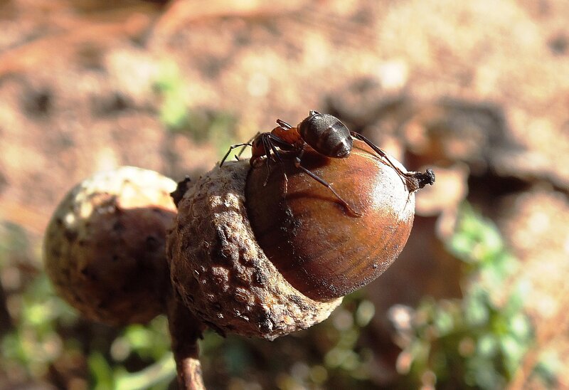 Ant on Acorn