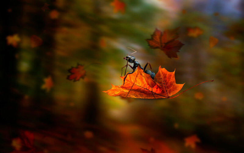 Ant on Autumn Leaf