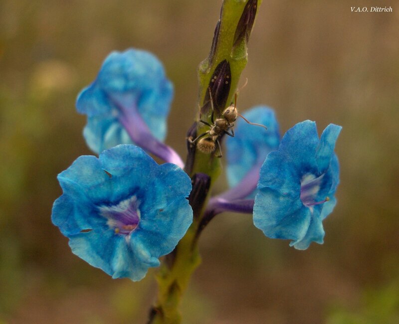 ant on blue flower
